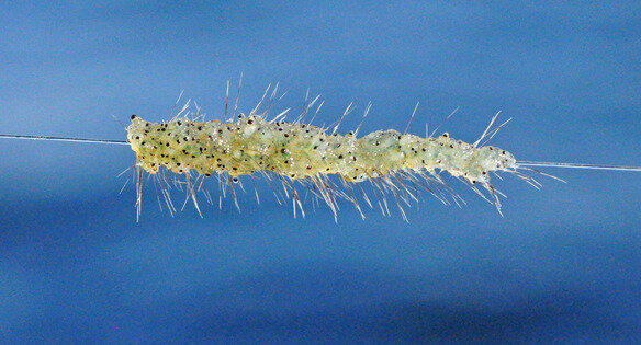 Cluster of spiny waterflea attached to a fishing line